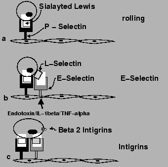 \begin{figure}\par\centering\par \includegraphics{leucoadhering}
\par\index{Adh...
...ction of E-Selectin}
\index{TNF$\alpha$!Induction of E-Selectin}\par\end{figure}