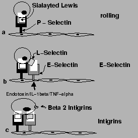 \begin{figure}\centering \includegraphics{leucoadhering}
\par\index{Adhering Leu...
...Induction of E-Selectin}
\index{TNF$\alpha$!Induction of E-Selectin}\end{figure}
