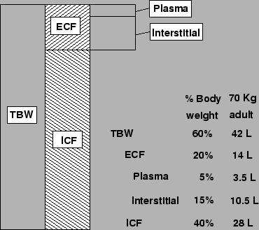 diagram body fluid compartments