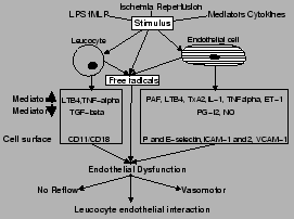 \begin{figure}\centering
\includegraphics{microvascdysfunction}\index{Microvascular dysfunction}
\end{figure}